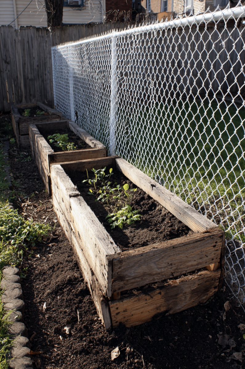 Raised wooden pallet garden with chain-link fence