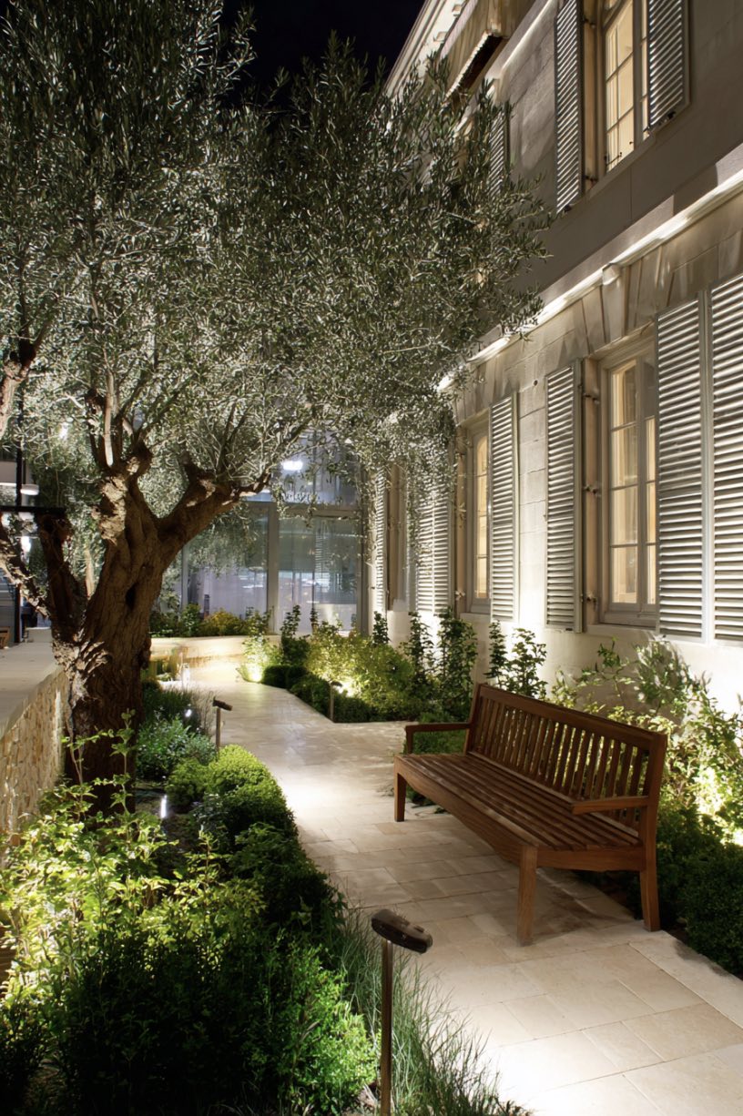 Olive Tree Elegance in Soft LED Glow