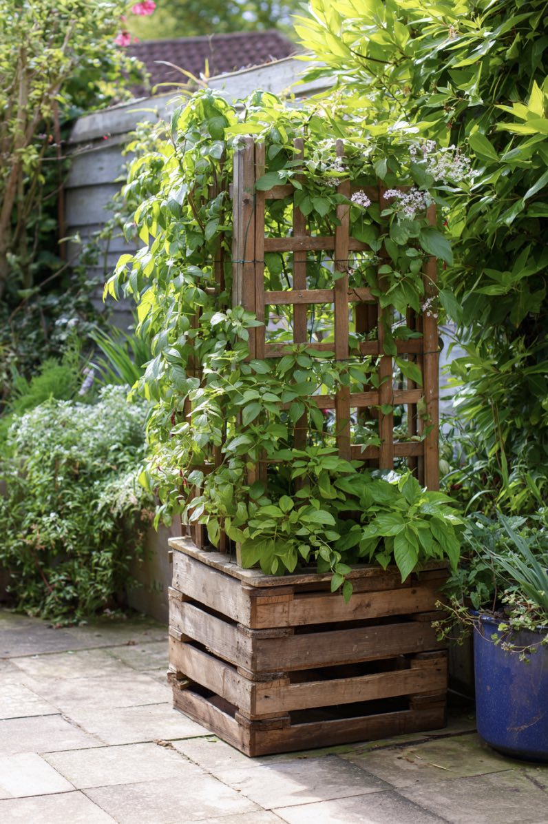 Pallet Planter with Climbing Greenery